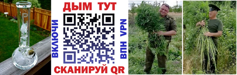Каннабис сатива Сегежа
